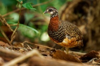 Koroptev sabazska - Tropicoperdix graydoni - Sabah Partridge o2116